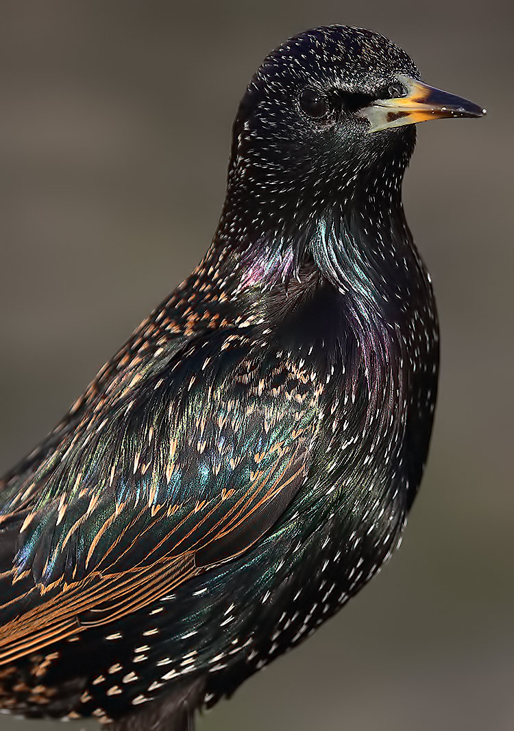 starling